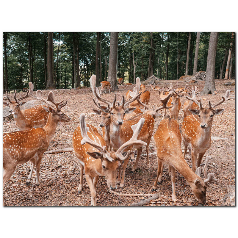 Cerf photo 6 x 6