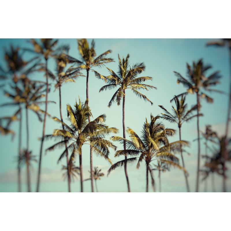 Coconut Palm Trees - Wrapped Canvas Print, 20cm H x 30cm W x 3.8cm D
