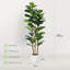 150cm Plant