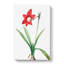 An Amaryllis Flower - Wrapped Canvas-55368747