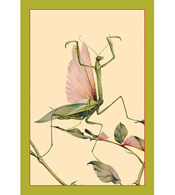 « the priant mantis » par edward detmold, impression