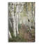 «Birch Trail» par Natalie Mikaels-470857034