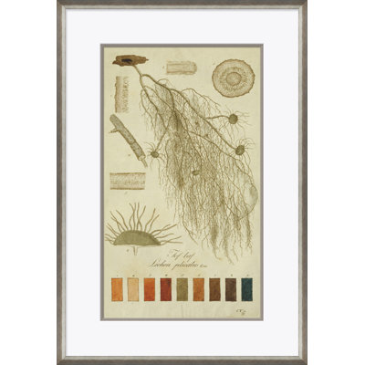 Lichen Studies, John Peter Westring, 1808 Giclee Print by Paul Cezanne