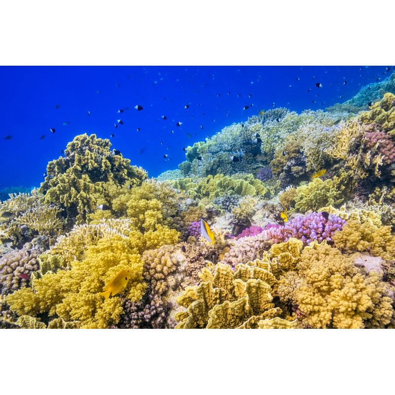 Beautiful Tropical Coral Reef On Red Sea by Cinoby - No Frame Print on Canvas, 61cm H x 91cm W