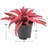 Arcadia Garden Products Cryptanthus Live Earth Star Plant in Nursery Pot-99469208
