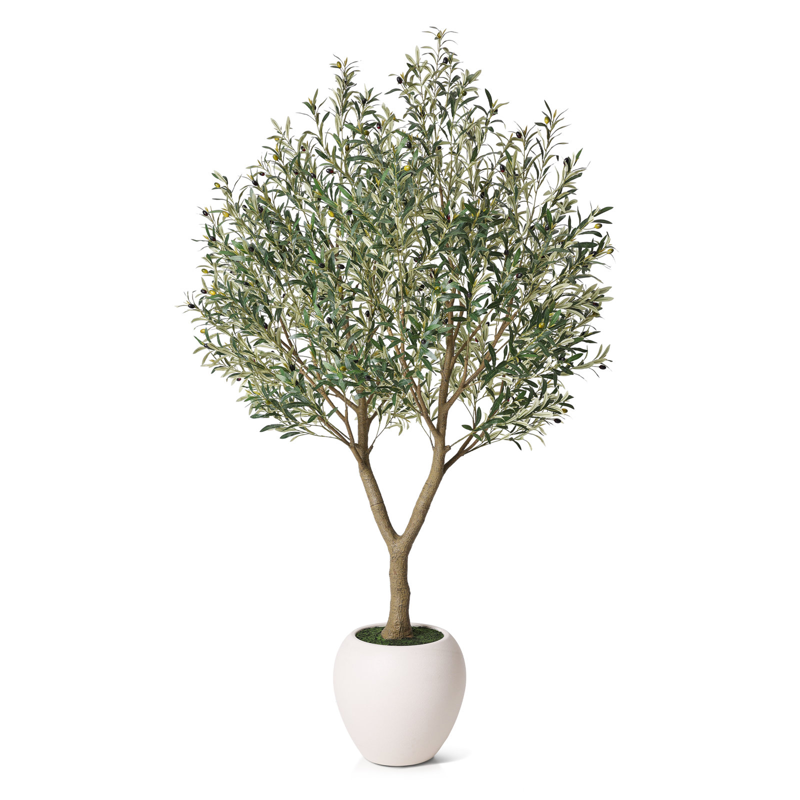 Ashwell 96" Olive Tree in Pot