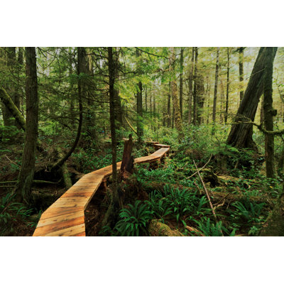 Rainforest Trail Boardwalk by FiN85 - Wrapped Canvas Print