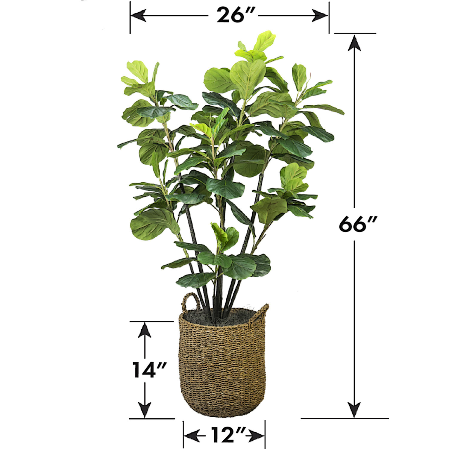 66" Fiddle Leaf Fig Tree in Basket