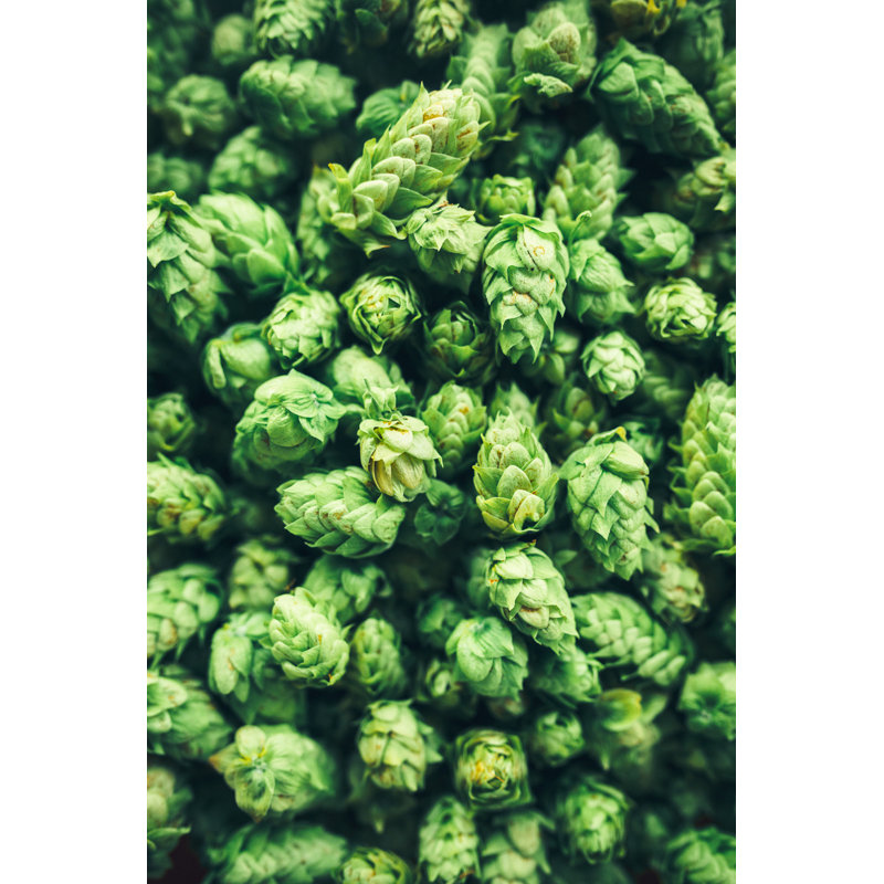 Hop Cone Harvest by RyanJLane - Wrapped Canvas Print, 122cm H x 81cm W
