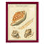 Coquilles de martini antique III sur papier-2027799057-2027799085