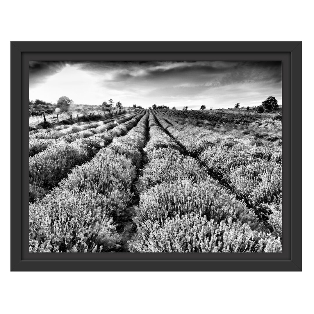 Gerahmtes Poster Lavender Field in Provence