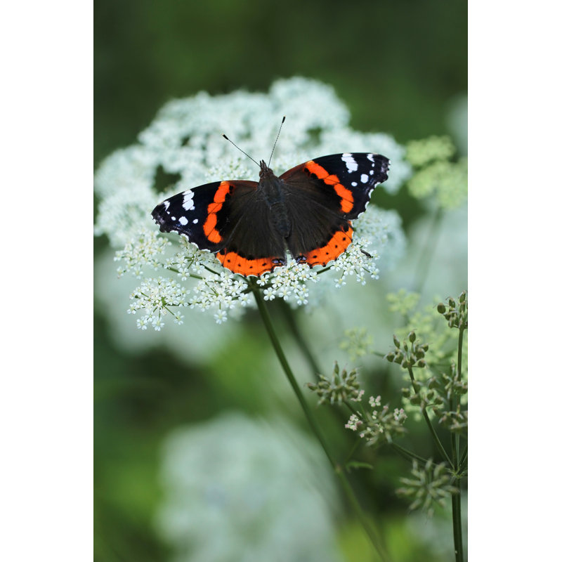Islesboro Red Admiral Butterfly - Wrapped Canvas Print, 76cm H x 51cm W x 3.8cm D
