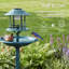 Bain d'oiseaux-129909295
