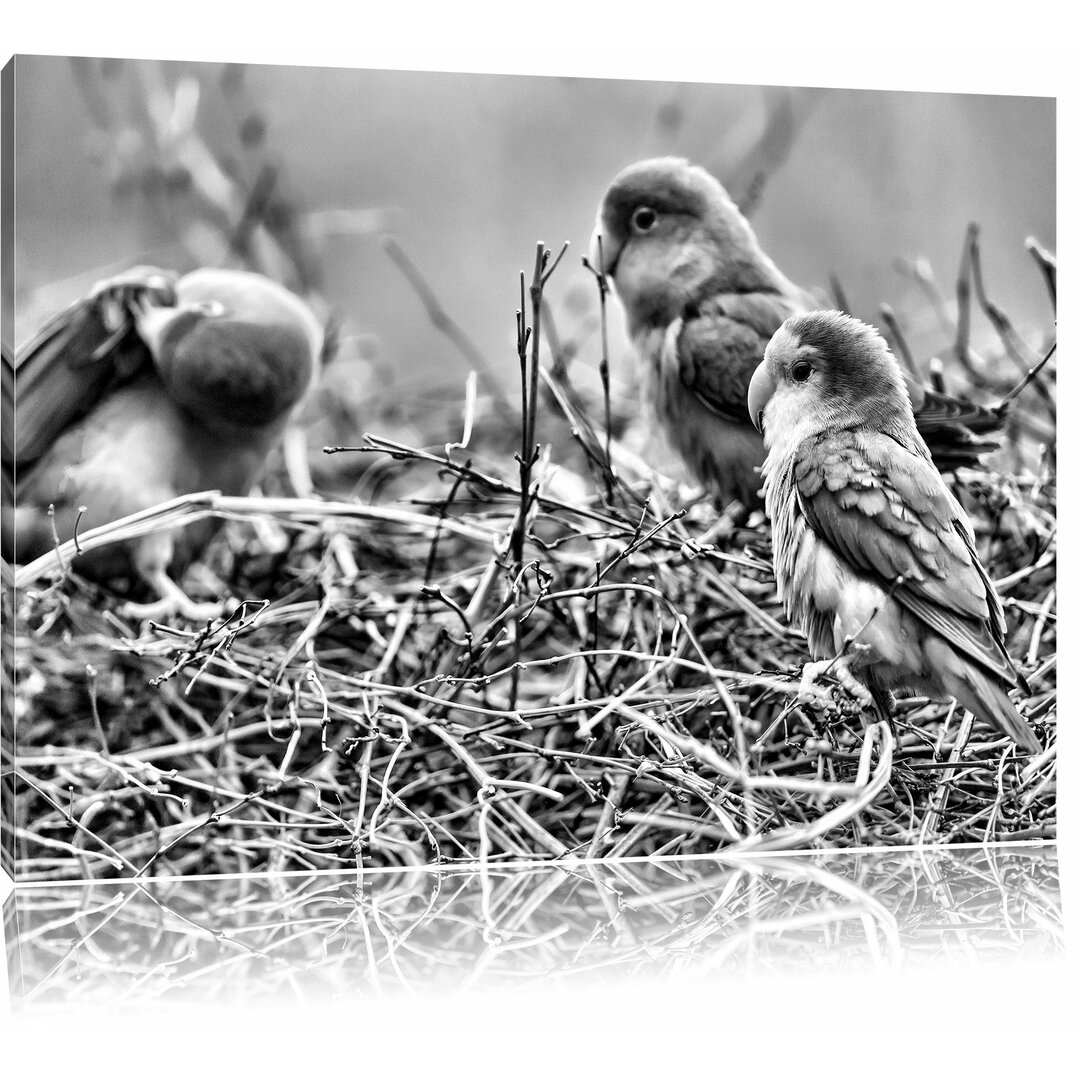 Leinwandbild Papageien im Nest in Monochrom