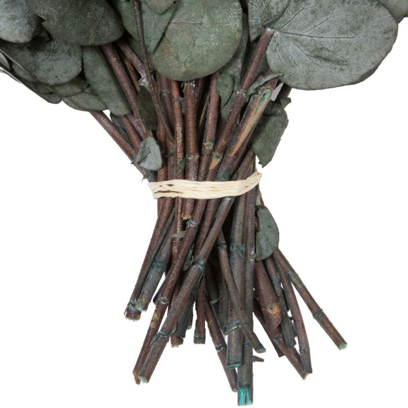0.25'' Plant