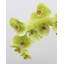 Green Phalaenopsis Orchid 33"-97239944-97239945