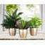 Plant in Pot-898924732