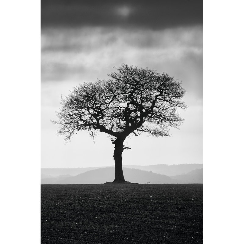 Without Leaves - Wrapped Canvas Graphic Art, 91cm H x 61cm W x 3.8cm D