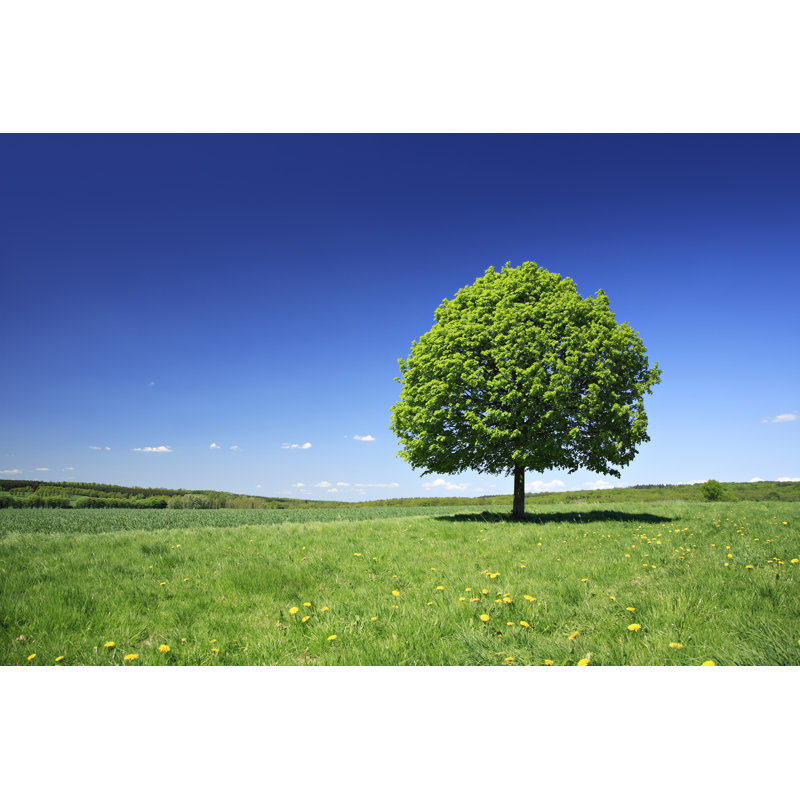 Lime Tree by Avtg