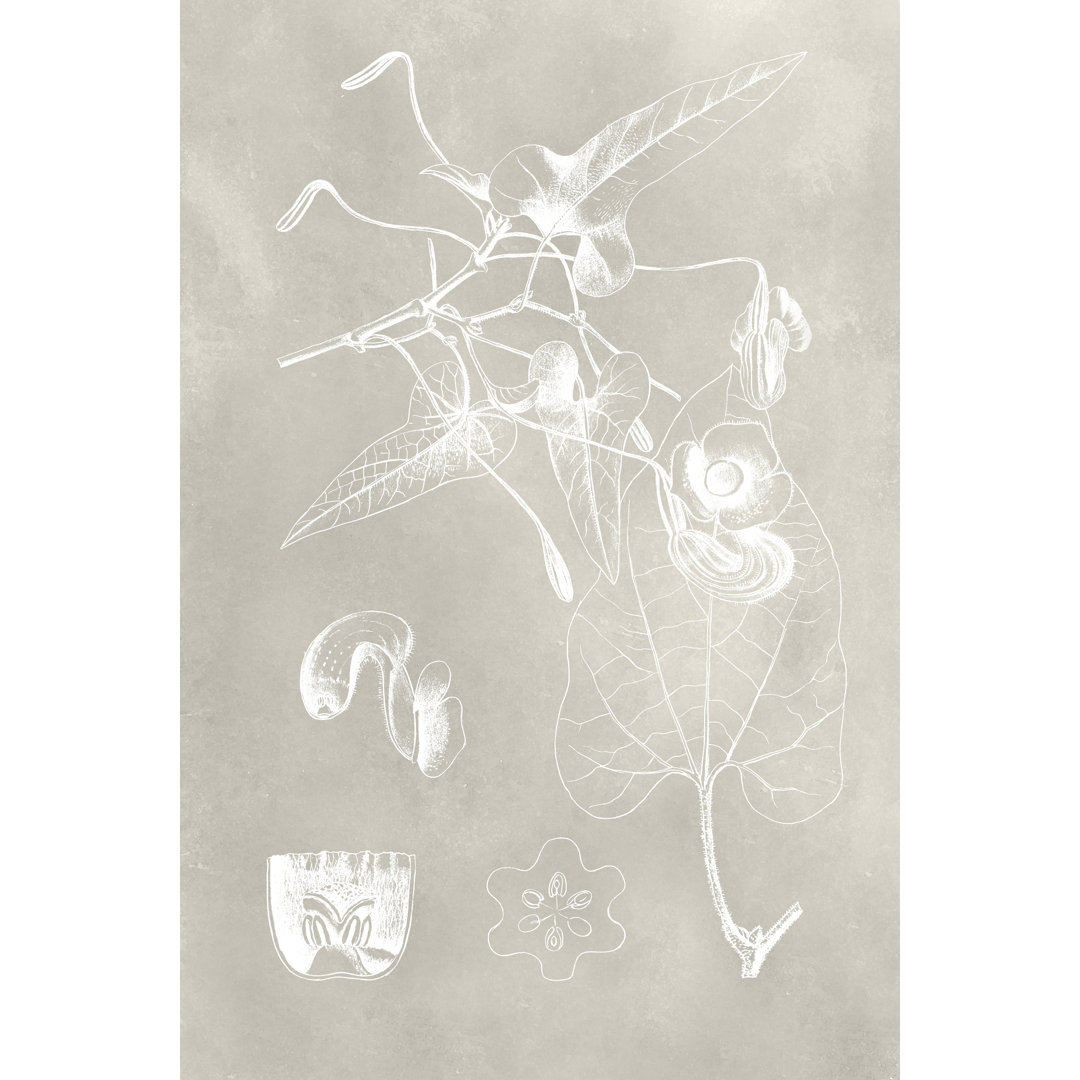 Leinwandbild Botanical Schematic I von Vision Studio