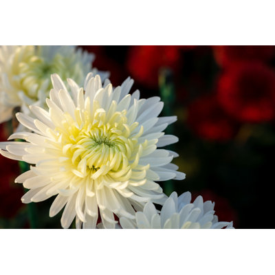" White Chrysanthemum Flowers " by Anna Pismenskova