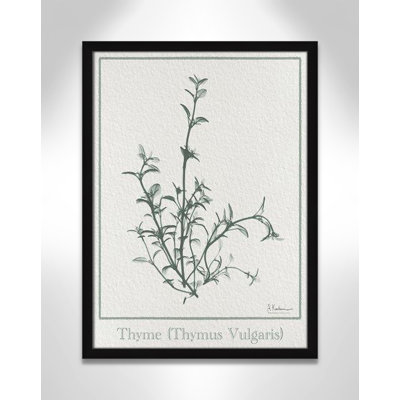 Jeanette "Thymus Vulgaris" Print