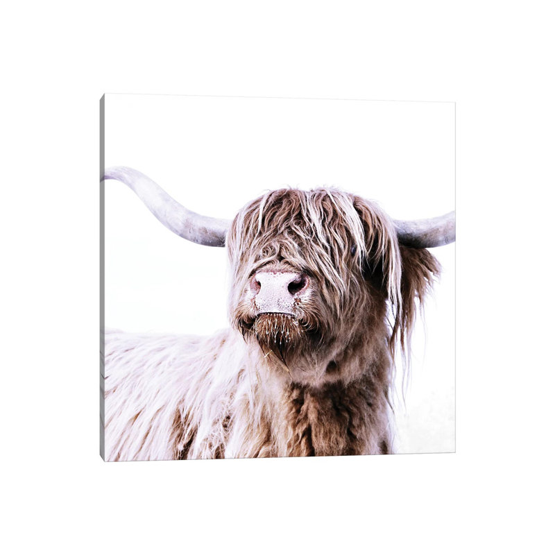 Highland Cattle Frida I Square 1 Piece Wrapped Canvas Wall Art, 45.72 cm H x 45.72 cm W x 3.175 cm D