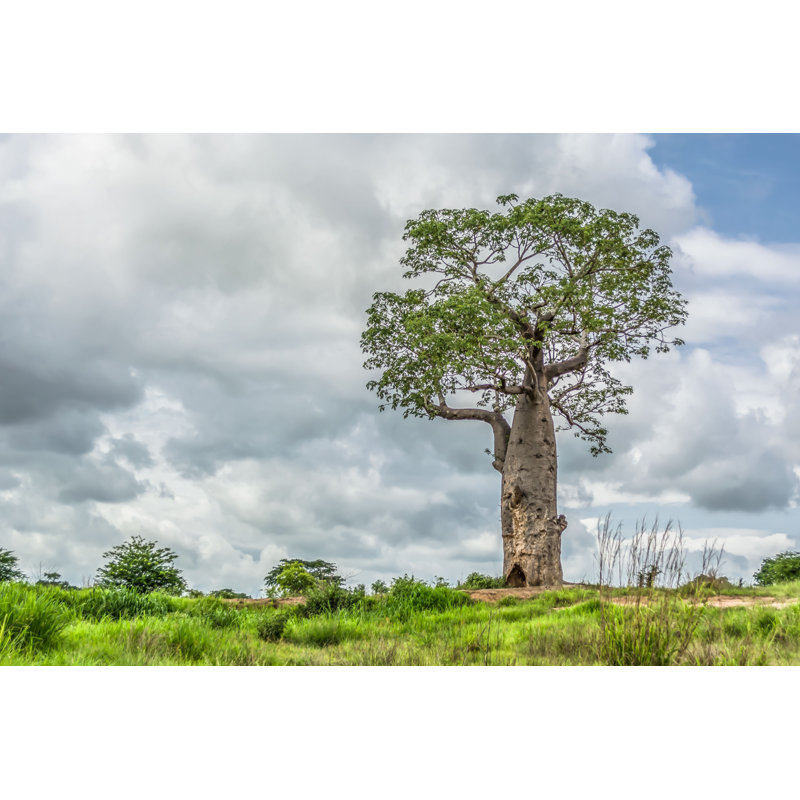 Demarkus Tropical Landscape With Baobab par - Photographie de toile tendue, H 24 po x l 36 po