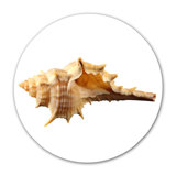 Sea Shell Horn Print
