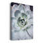 Pastel Succulent Beauty IV - Photographie sur toile tendue-395265440