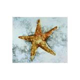 Starfish Print