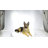 Lying German Shepherd