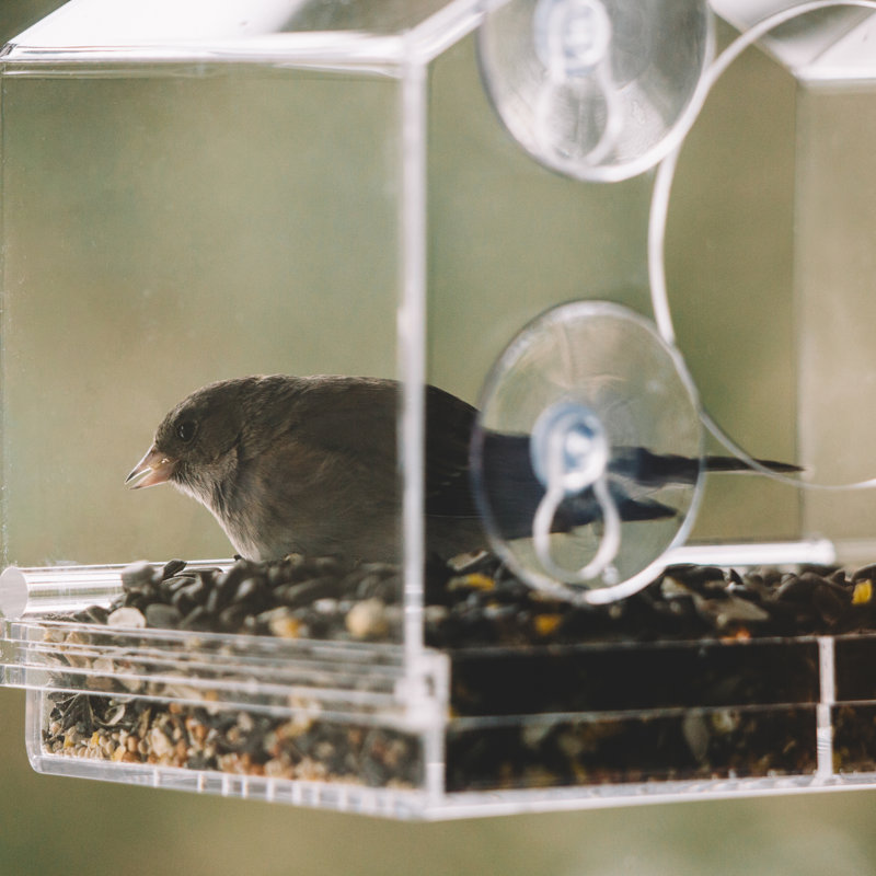 Romana Window Tray Bird Feeder