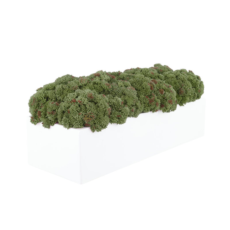 Arrangement de sédums dans un pot Fiberstone, H 7 po x l 17 po x P 7 po, Vert, Blanc