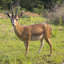 Statue de gazelle