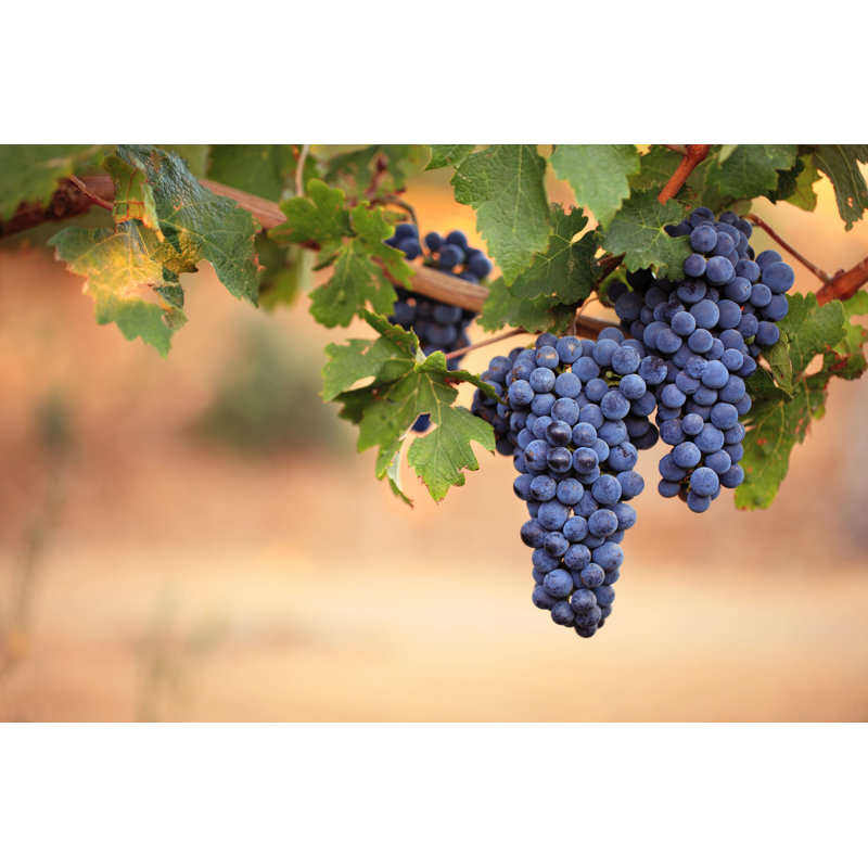 Wilker Red Wine Grapes par Andrewhagen - photographie sur toile tendue, H 20 po x l 30 po