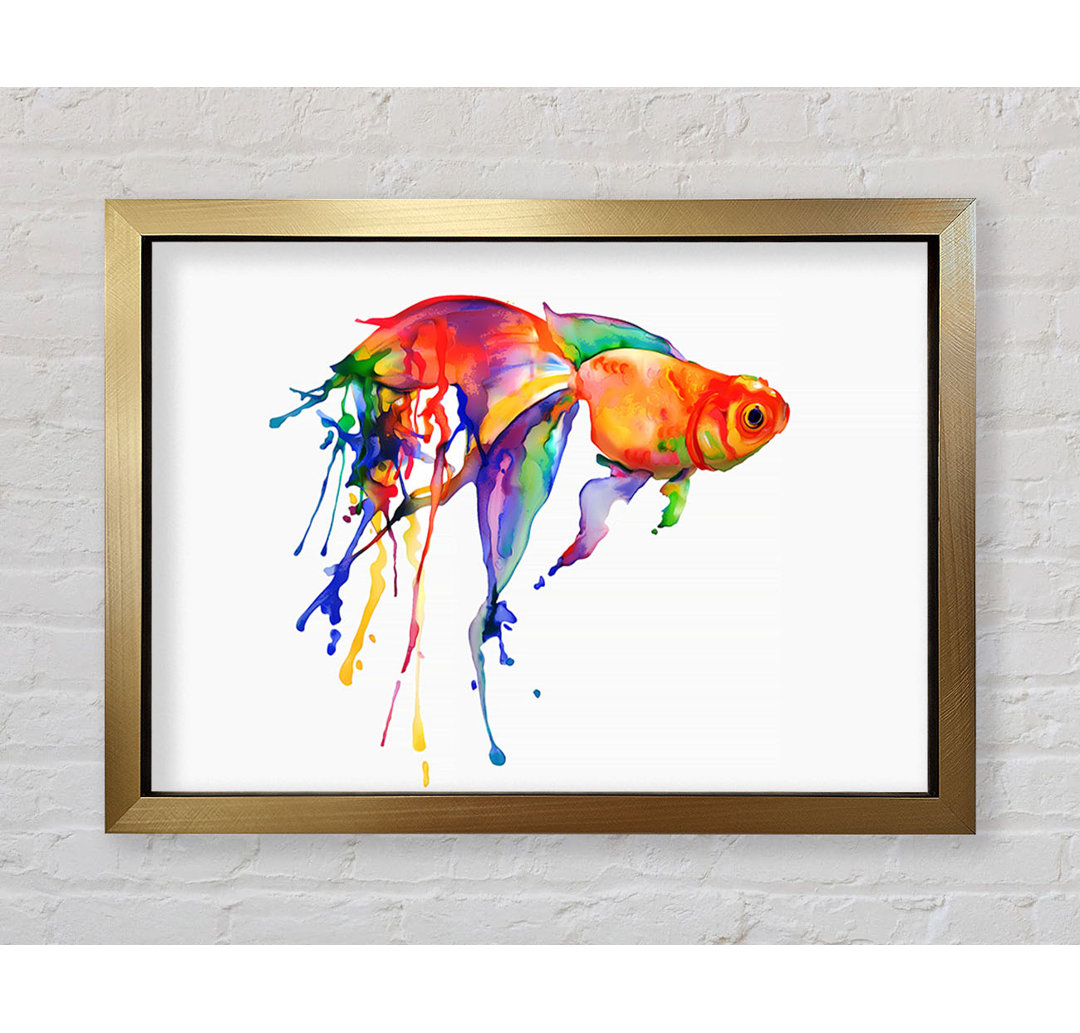 Regenbogen Goldfisch - Druck