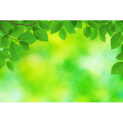 Fresh Green Leaves by Borchee