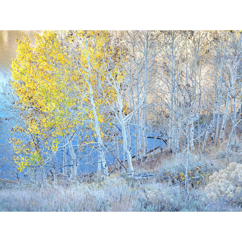 Autumn Aspen Grove Along Lakeshore Print by Bruce Heinemann, Wrapped Canvas, No Mat, 24" H x 32" W