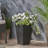 Jude Planter