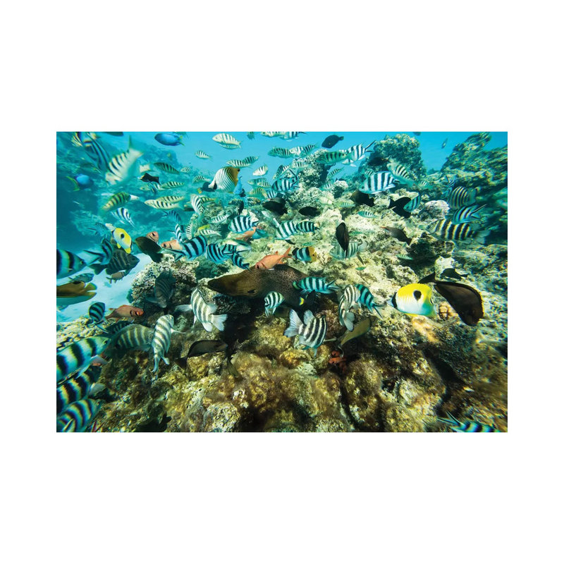Coral Reef Fish Swimming In The Pacific Ocean, Tahiti, French Polynesia by Panoramic Images - Wrapped Canvas Print