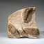 Genuine Cluster Trilobite (Ptychopariida) Fossil On Matrix