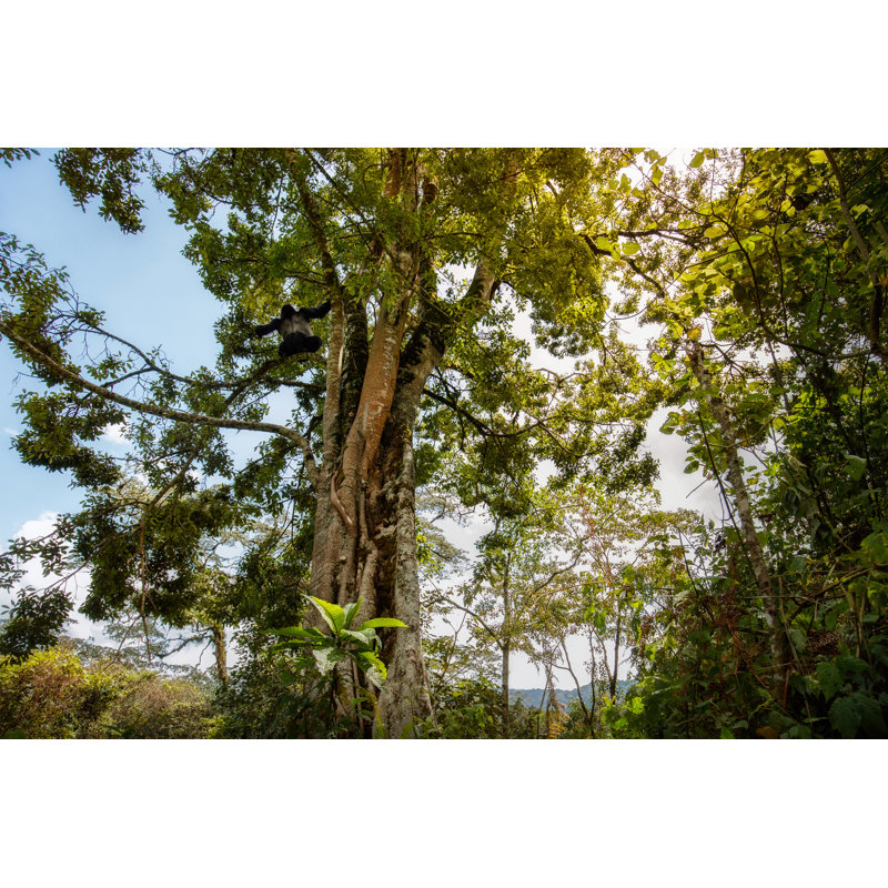 Closeup Of Tree by Photocech - Wrapped Canvas Print, 30cm H x 46cm W