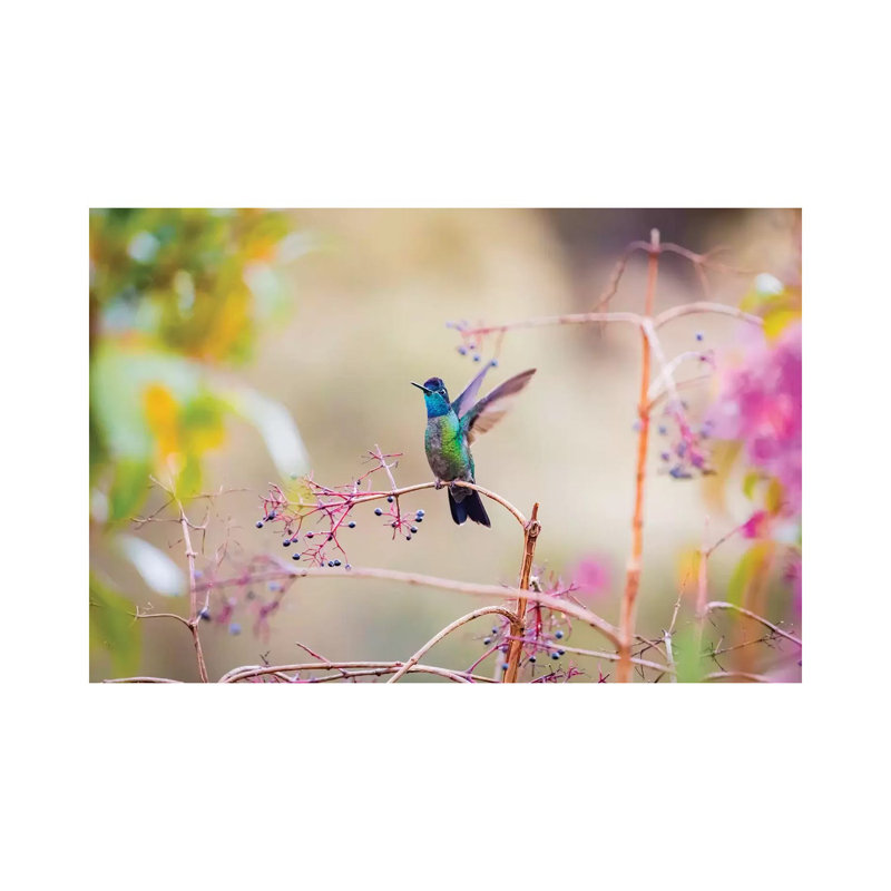 Central America, Costa Rica. Male Talamanca Hummingbird. by Jaynes Gallery - Wrapped Canvas Gallery-Wrapped Canvas Giclée