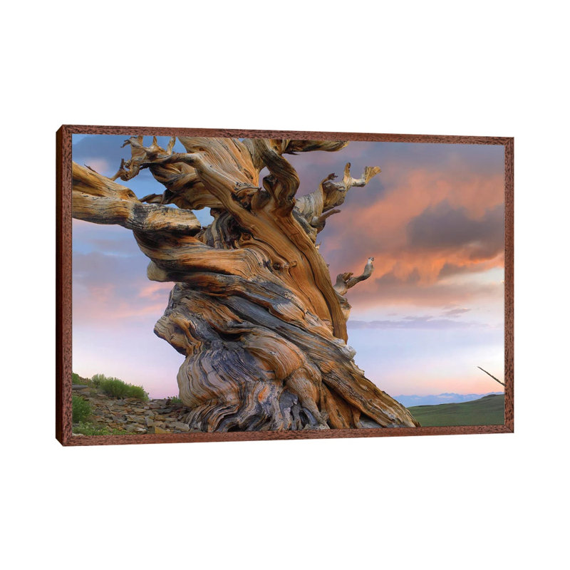 Foxtail Pine Tree, Twisted Trunk Of An Ancient Tree, Sierra Nevada, California III by Tim Fitzharris - Floater Frame Gallery-Wrapped Canvas Giclée on Canvas
