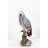 Gabon Parrot on Stump