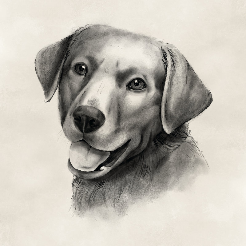 Charbon Labrador II, H 12 po x l 12 po