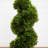 Grass Spiral Topiary