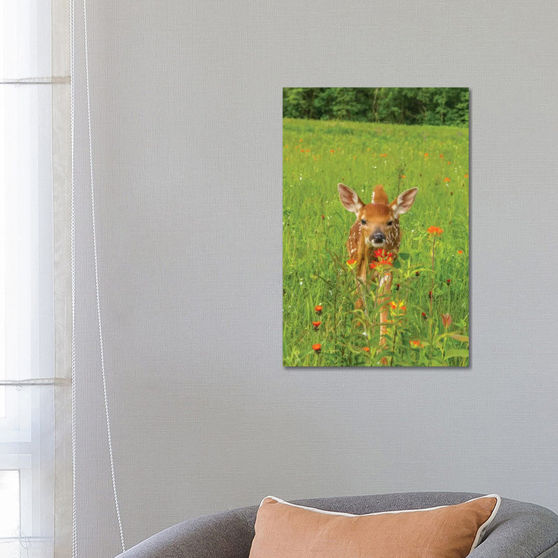 USA, Minnesota, Pine County. Captive Fawn. by Jaynes Gallery - Wrapped Canvas Print, 66.04 cm H x 45.72 cm W