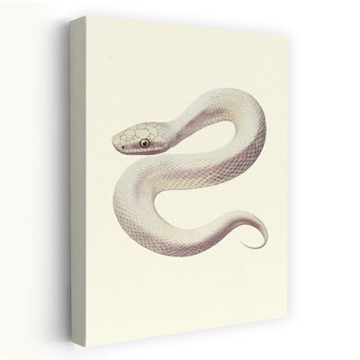 Elegant White Serpent Elegant Mystical Contemporary Snake Nature Wildlife Wall Art Print 1 Piece Wrapped Canvas Wall Art